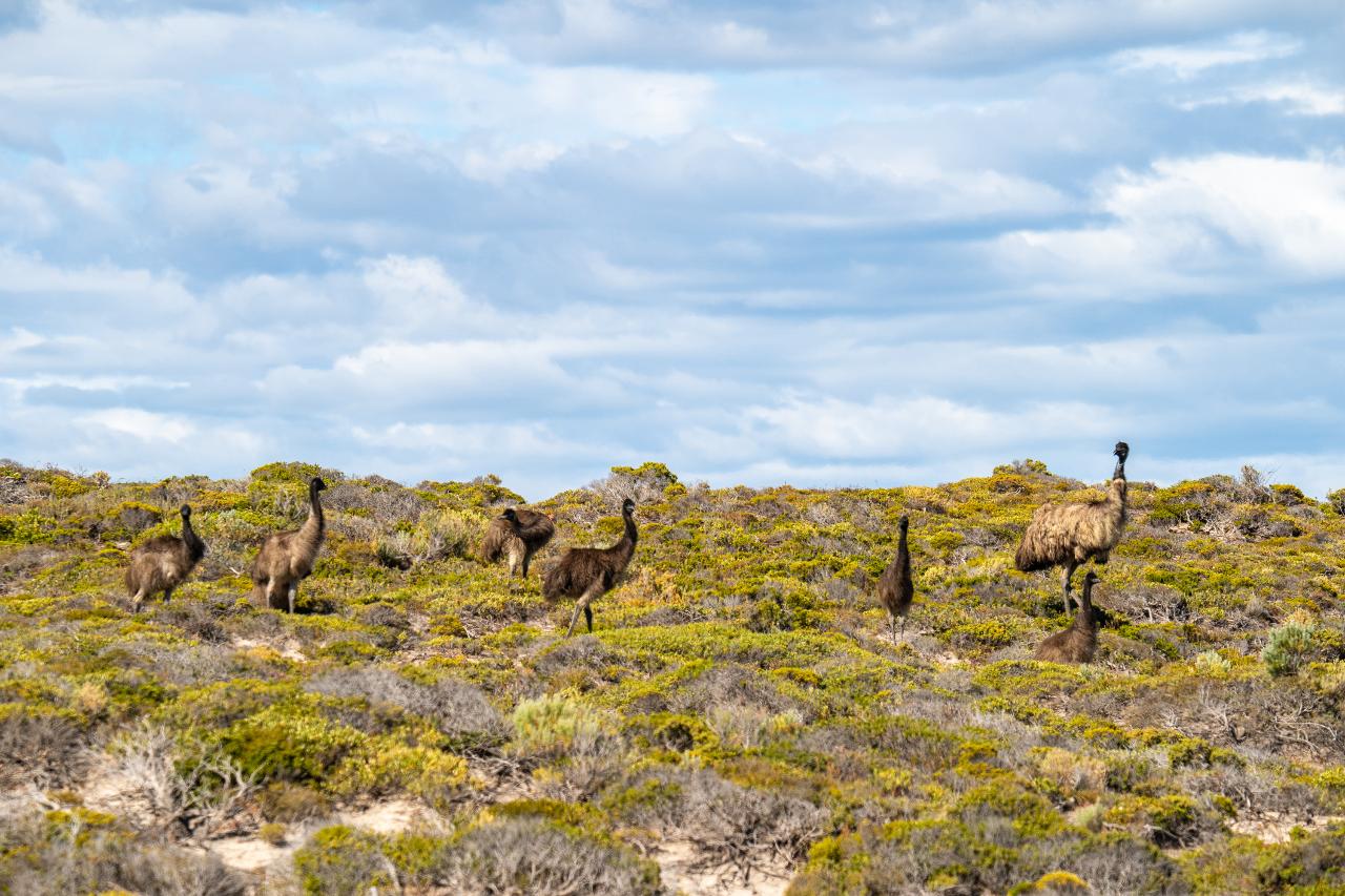 Port Lincoln National Park Sightseeing & Off-Road Tour