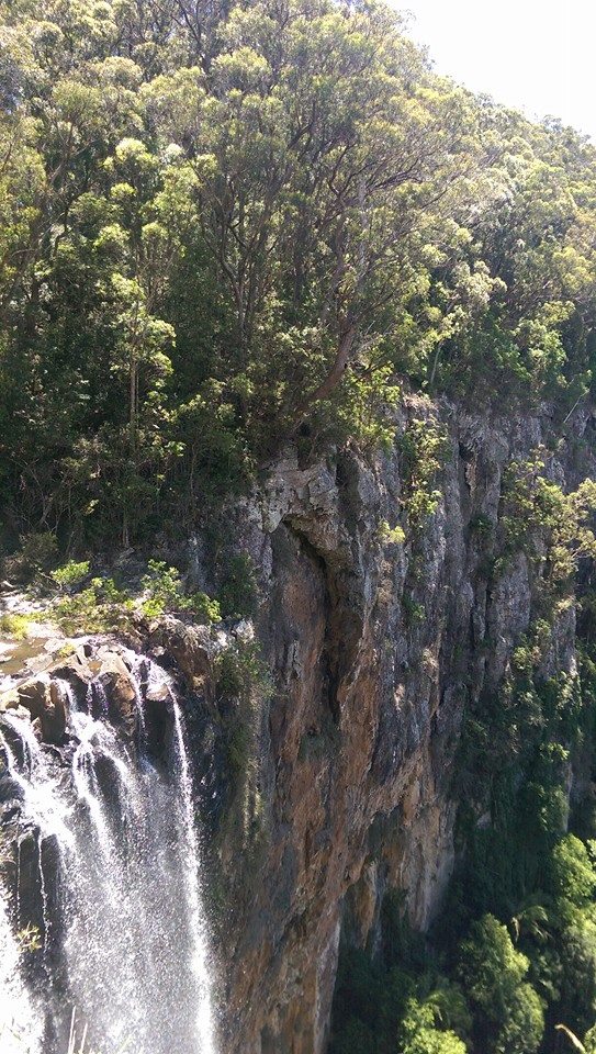 Springbrook & Tamborine Rainforest Glow Worm Day Tour