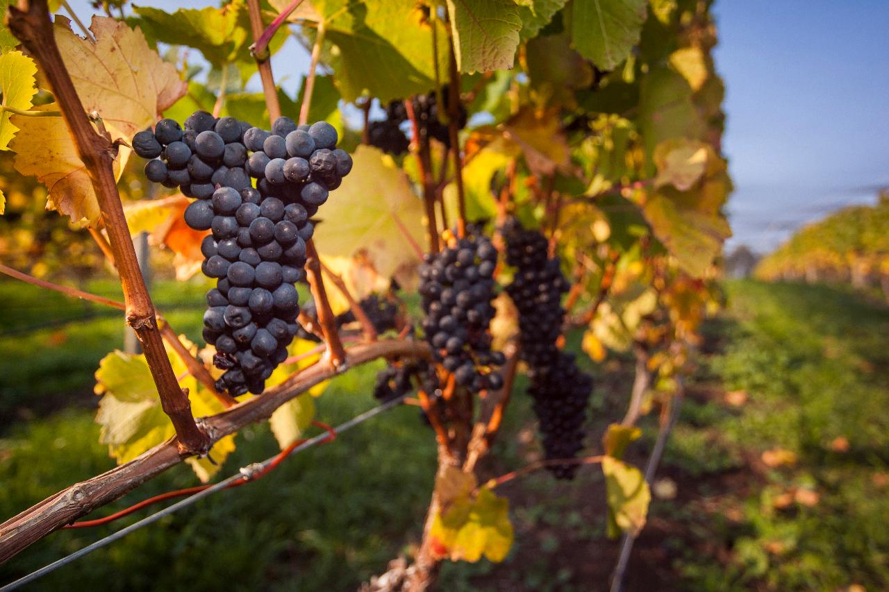Prestige Tours - Half Day Tamar Valley Wine Tour