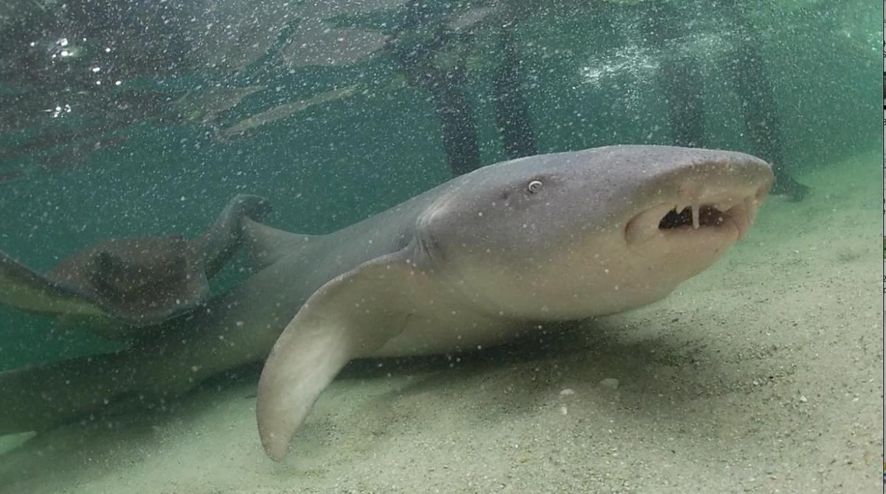 Reef Shark Encounter With Entry Pass