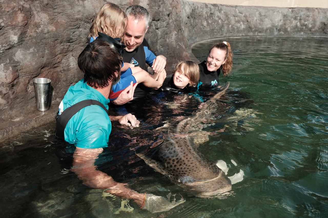 Zebra Shark Encounter With Entry Pass