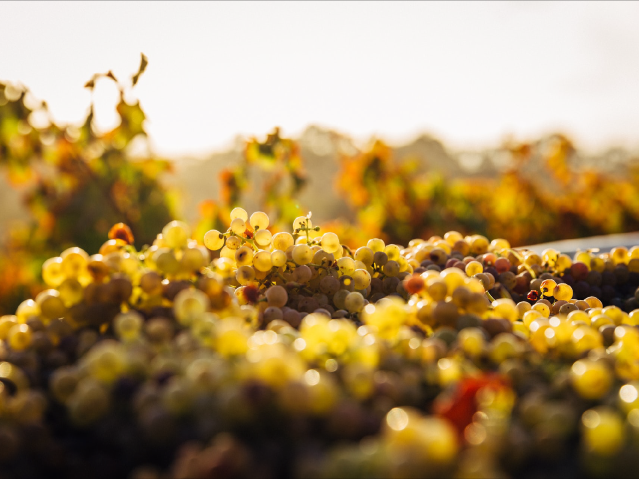 Exclusive Wine Charter Tour - Canberra