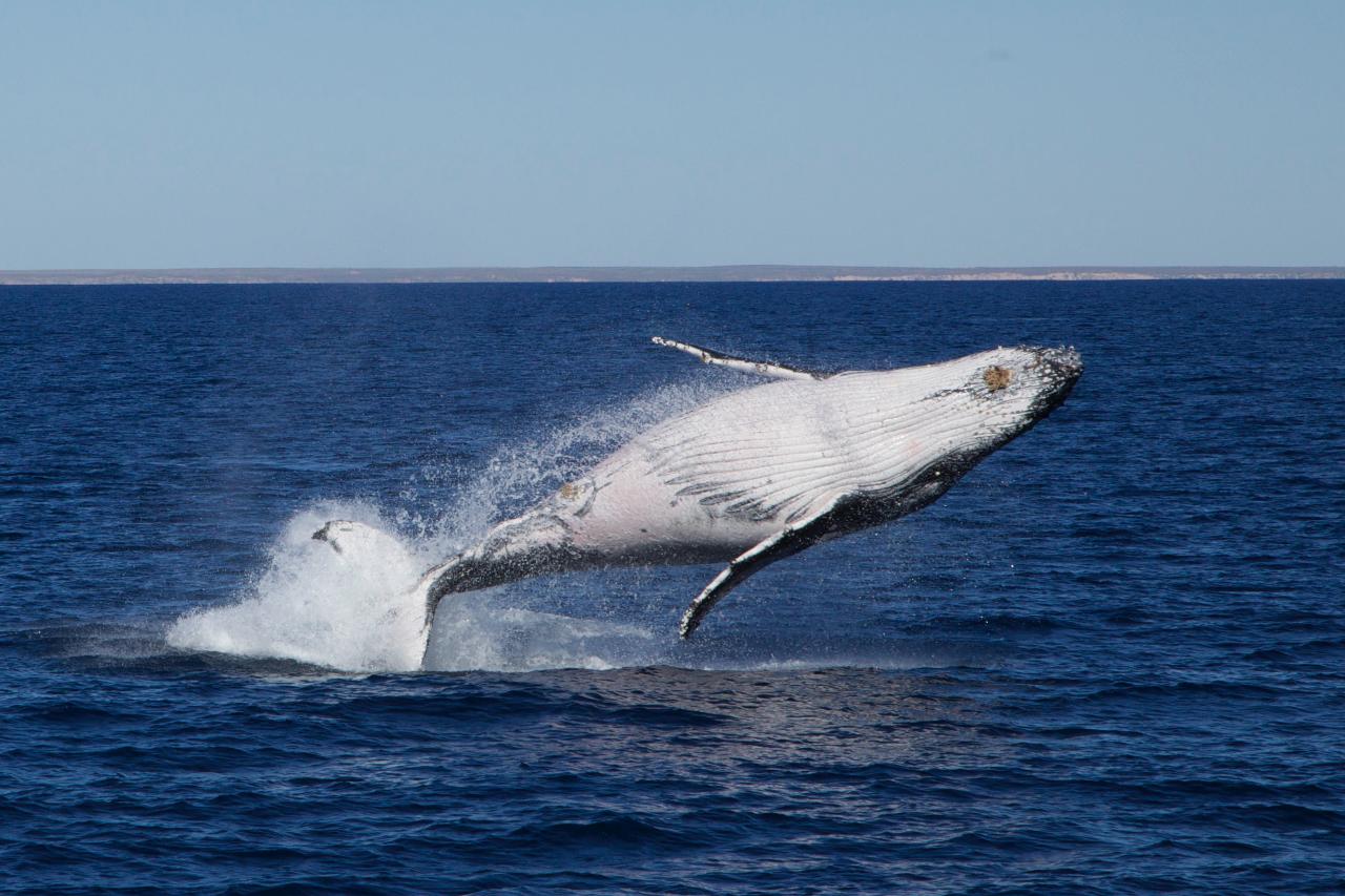 3 Hr Whale Watching Tour