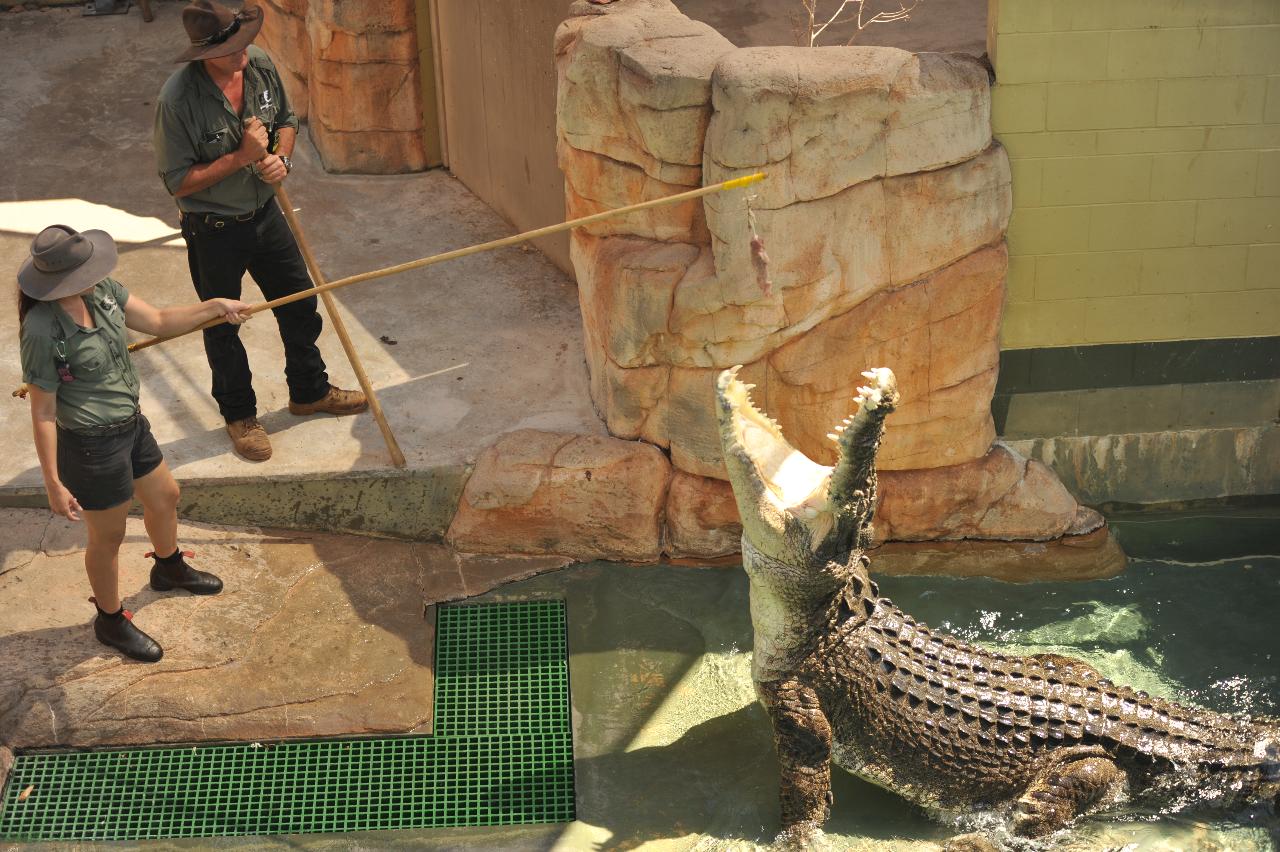 Croc N History Explorer