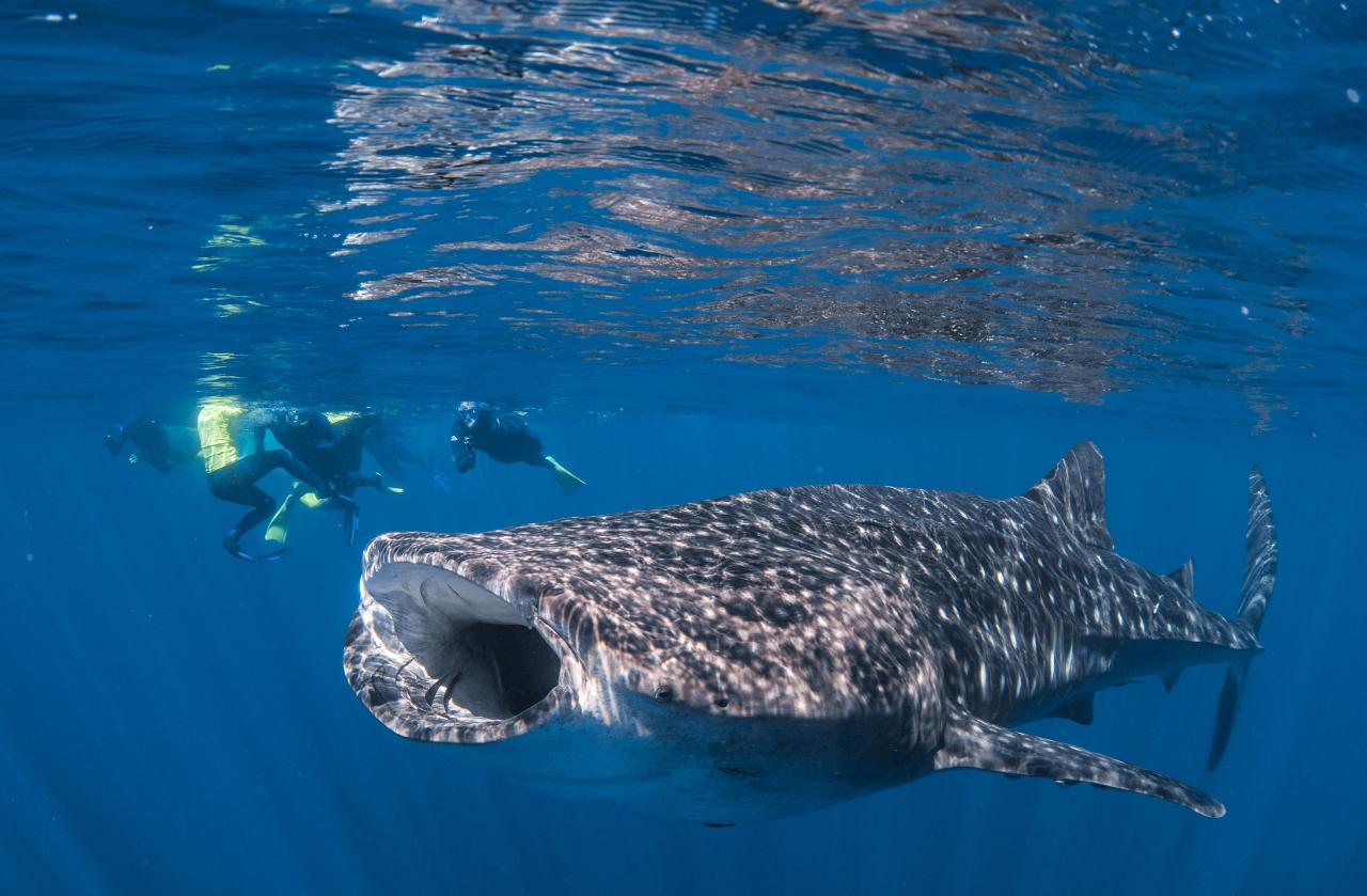 Whale Shark Adventure Swim Exmouth