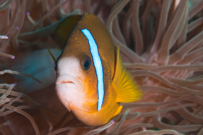 Double Dive: Mooloolaba Reefs - Max 18M