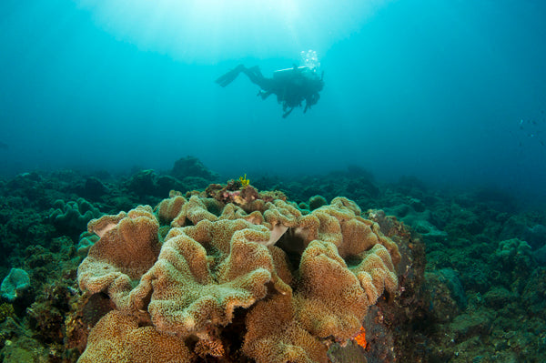 Double Dive: Mooloolaba Reefs - Max 18M