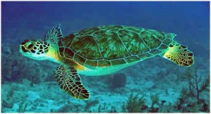 Certified Divers - Cook Island Double Dive Special