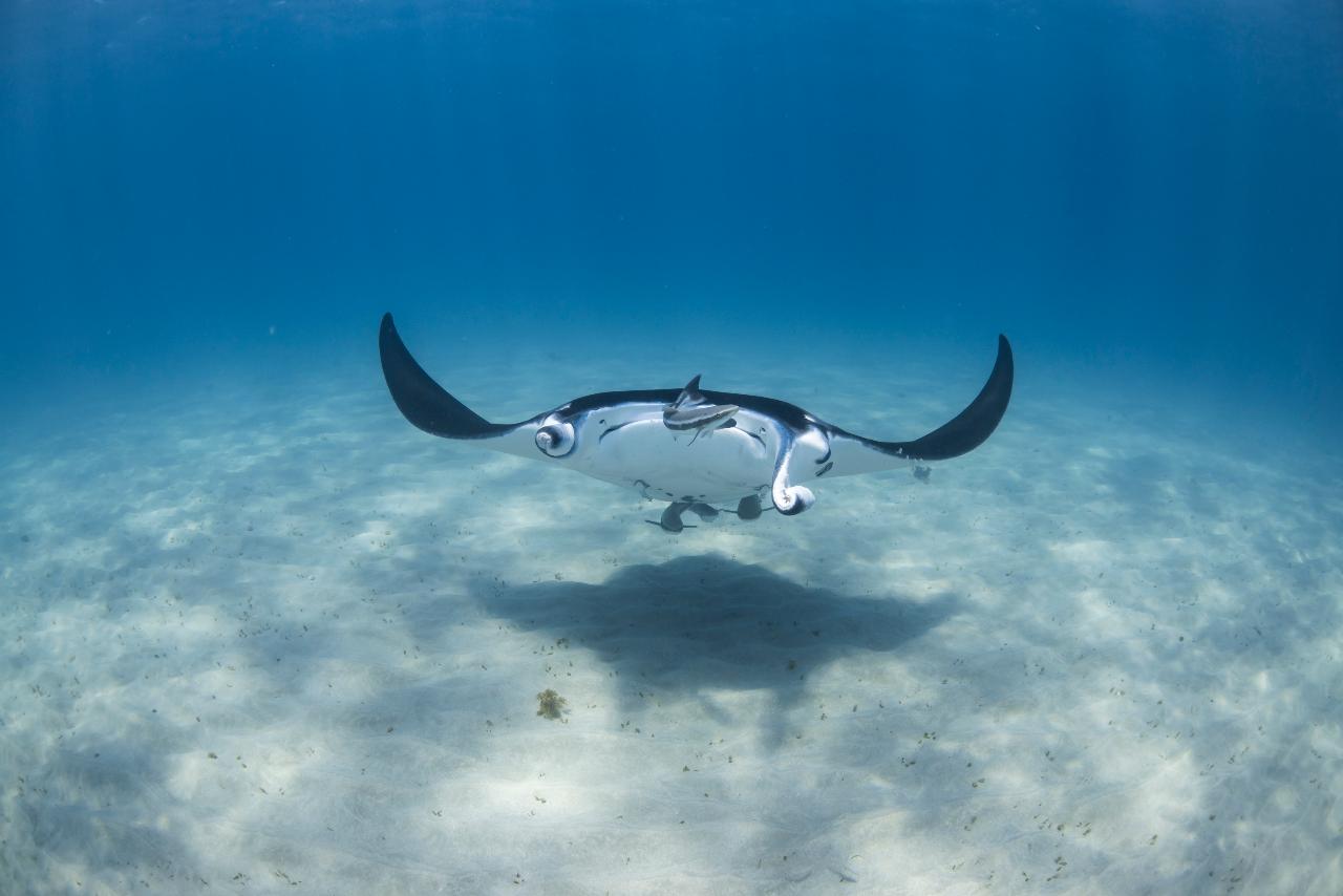 Manta Ray Tour - Half Day
