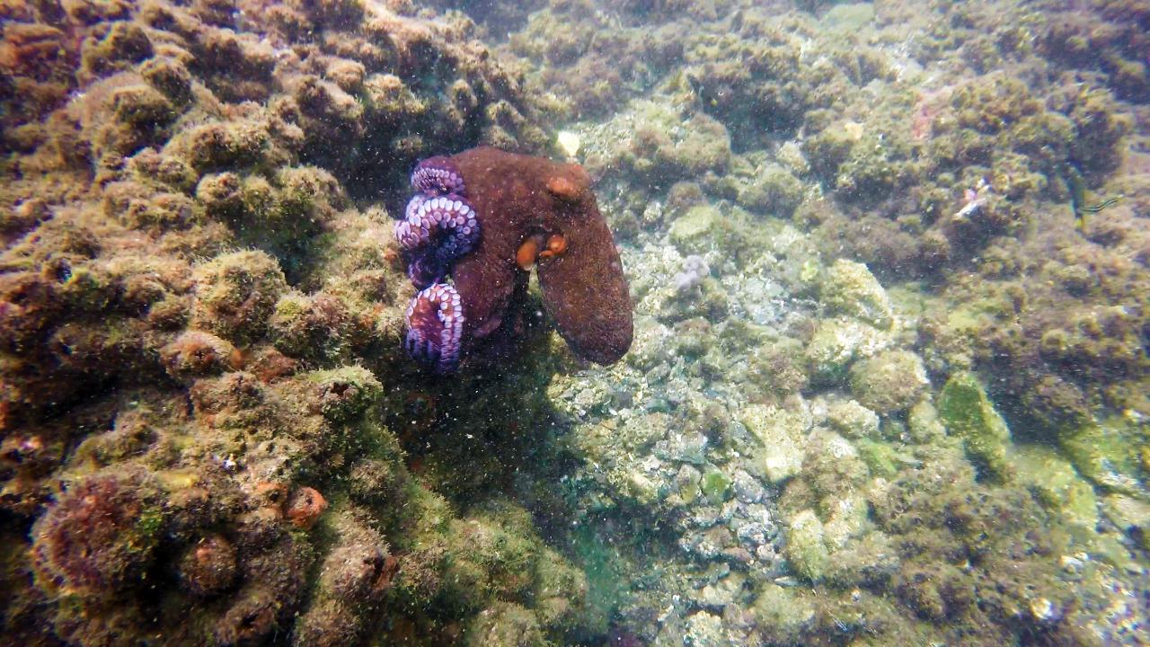 Introductory Scuba Dive & Snorkel