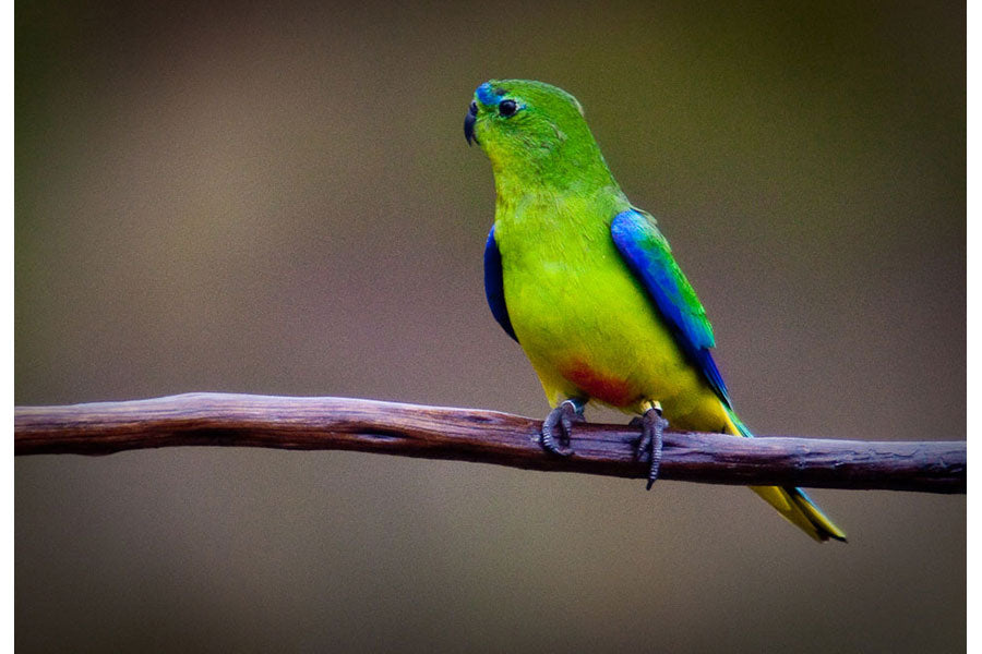 Southwest Tasmania Wilderness Experience
