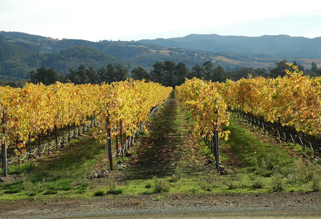 Swan Valley Winery & Brewery Tour With Lunch