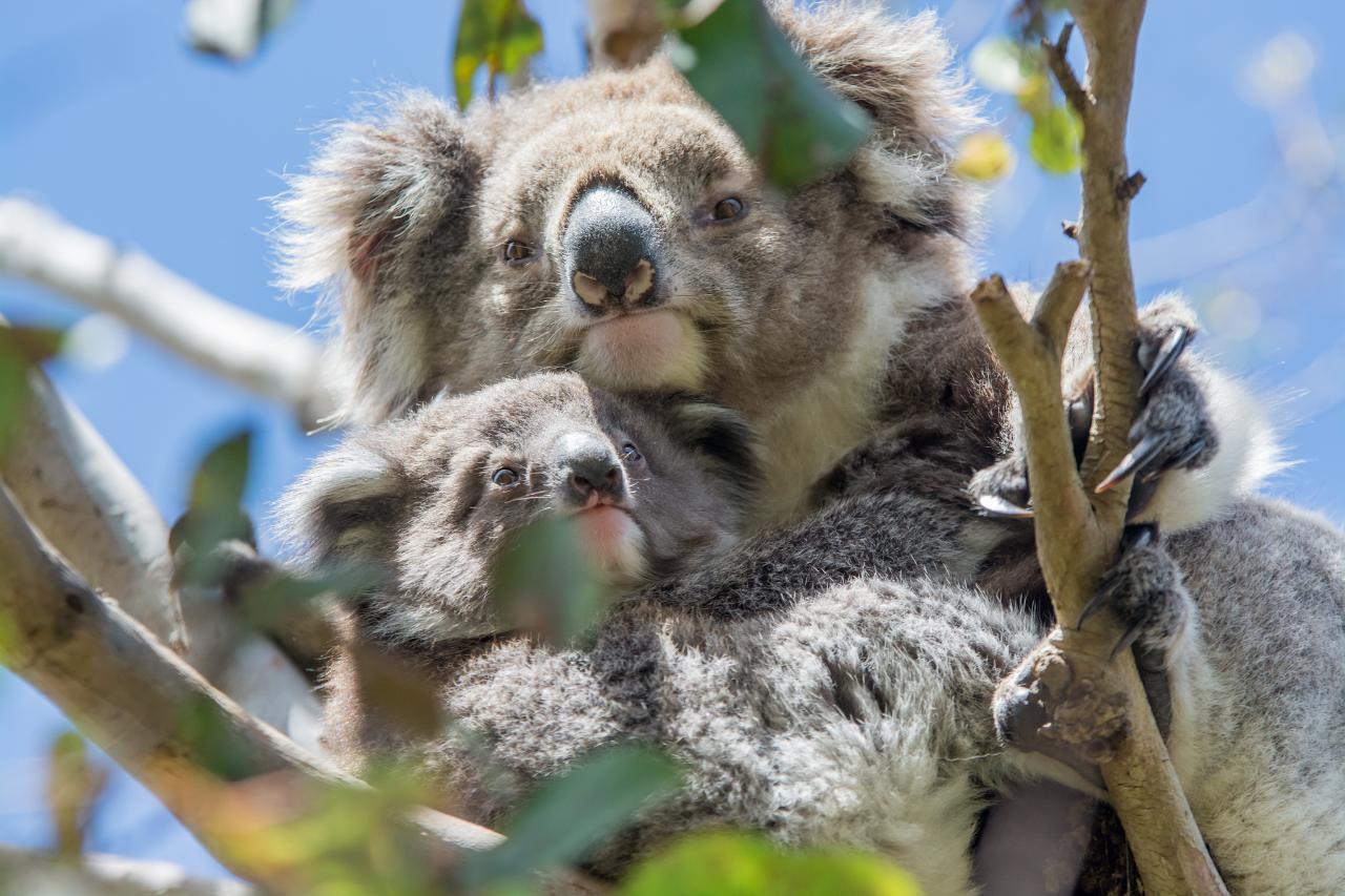 Autopia Tours: Melbourne To Adelaide 2 Day