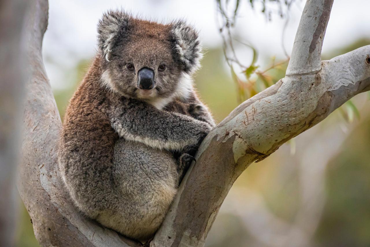 A Taste Of Adelaide Hills - Small Group Tour & 2-Hour Walking Tour (Ex Adelaide)