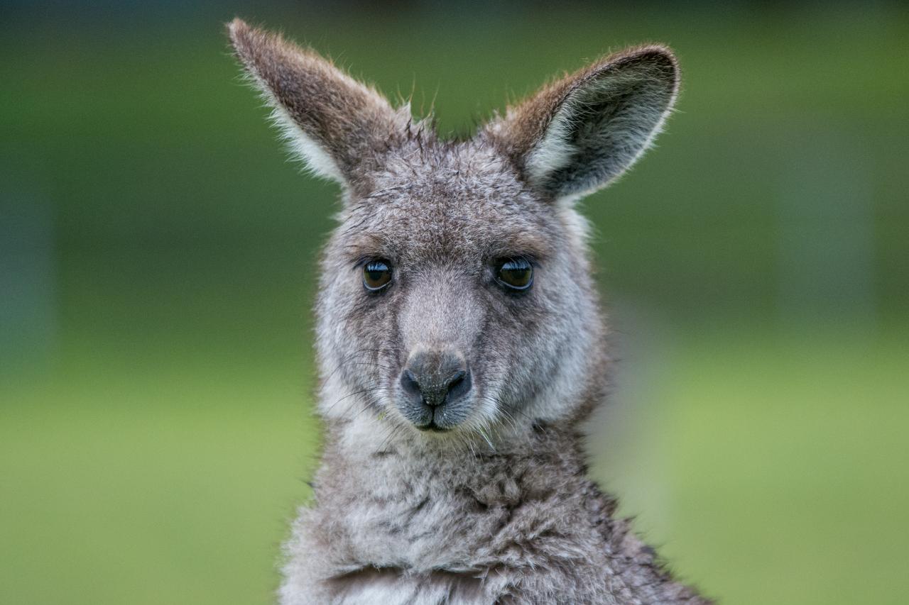 Autopia Tours: Grampians Eco Wilderness Escape
