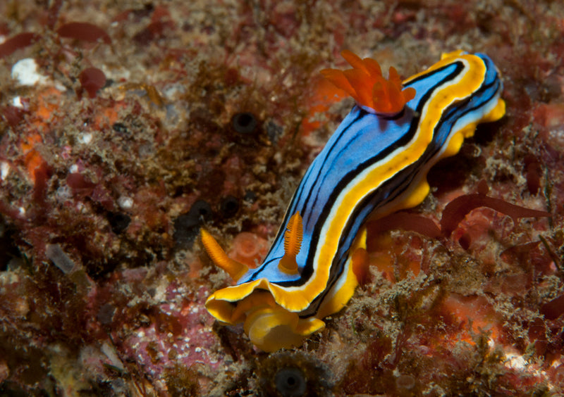 Double Dive: Mooloolaba Reefs - Max 18M