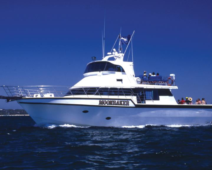 Small Group Dolphin & Seal Swim - Private Charter
