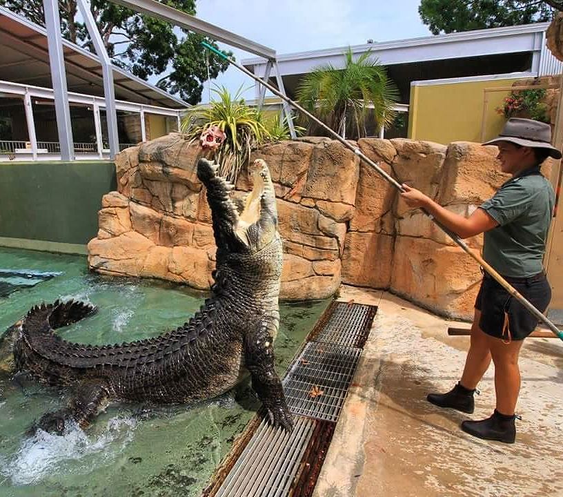 Croc N History Explorer