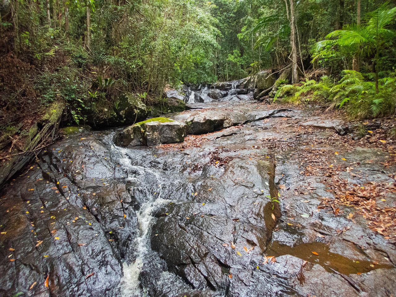 Bellthorpe Rainforest Tour
