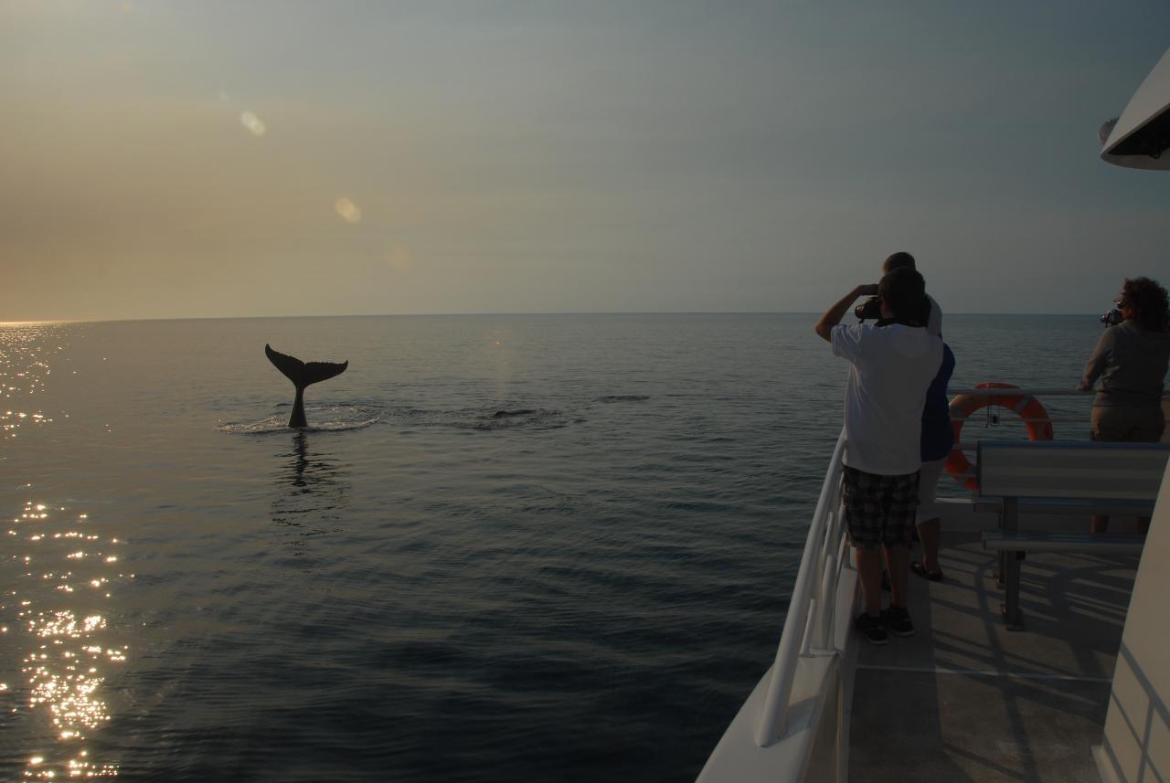 Whalesong Whale Watch Tour