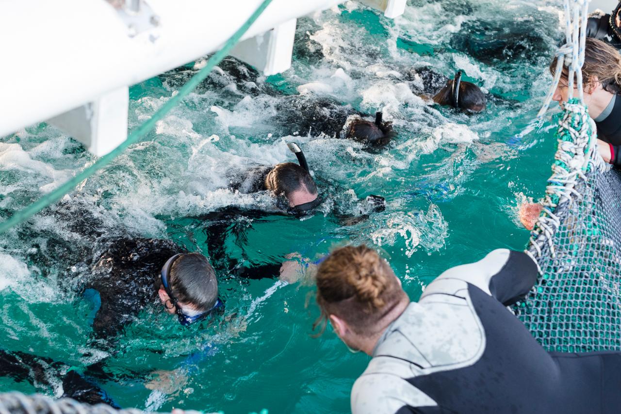 Wild Dolphin Swim & Watch 