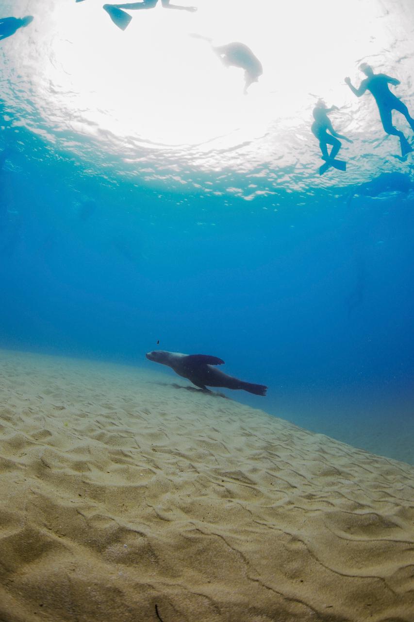Small Group Seal Swim - Private Charter