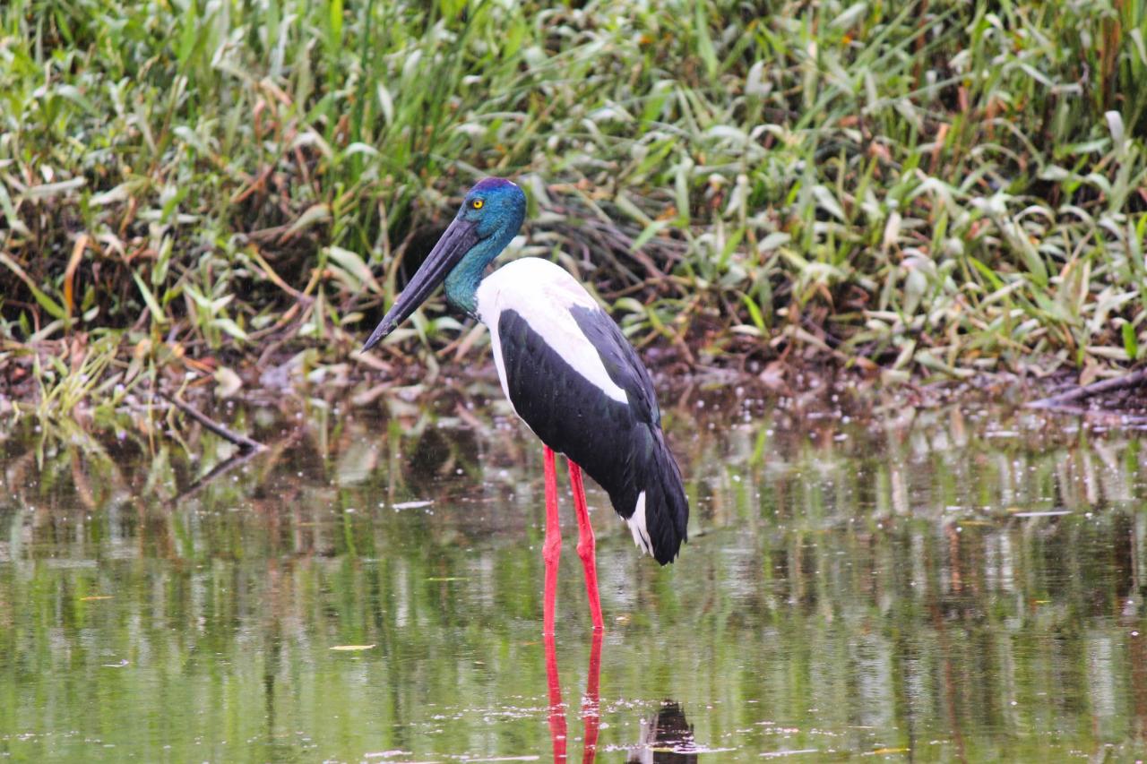 Crocodile Express Daintree Rainforest & Wildlife Cruise From Daintree Village