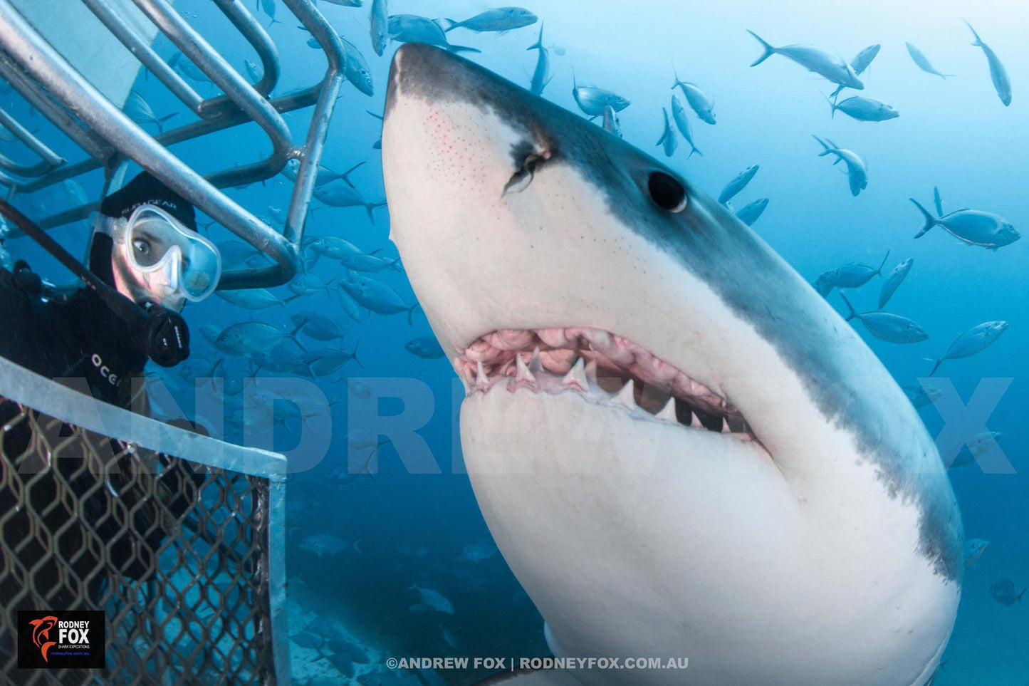 Great White Shark Expedition - 5 Nights
