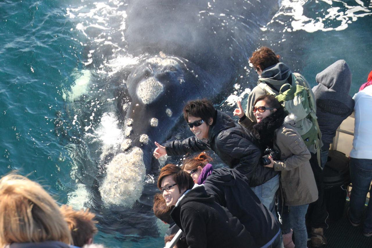 Dunsborough Whale Watching Eco Tours