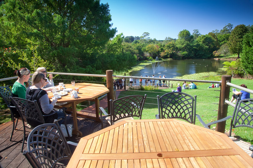 Springbrook & Tamborine Rainforest Tour