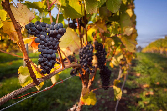 Prestige Tours - Half Day Tamar Valley Wine Tour