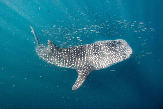 Priority Plus Whaleshark Tour Booking - April - July