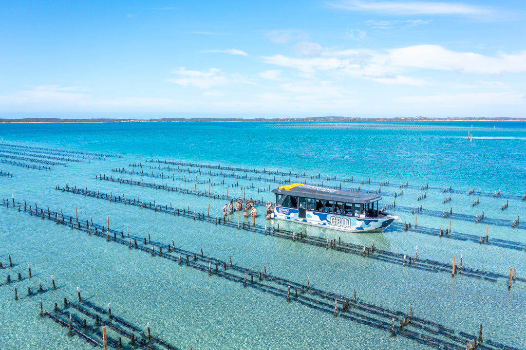 Coffin Bay Oyster Farm & Bay Tour - 12 Oysters - Including Wading Experience