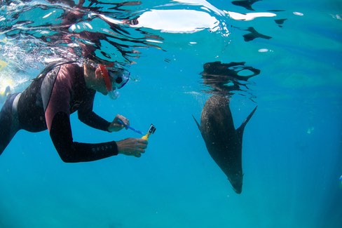 Small Group Seal Swim - Private Charter
