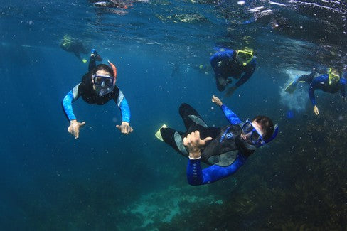 Small Group Seal Swim - Private Charter