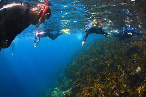 Small Group Seal Swim - Private Charter