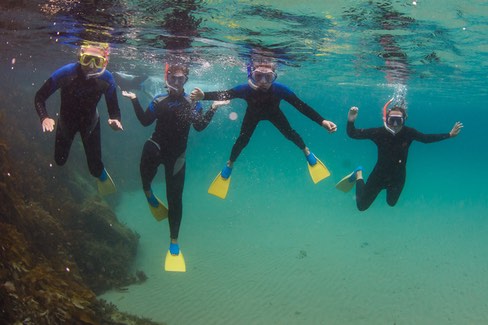 Small Group Seal Swim - Private Charter