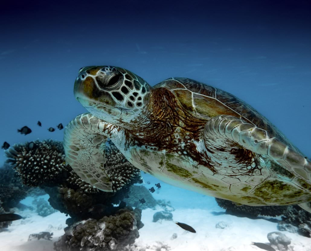 Whale Shark Overland Tour