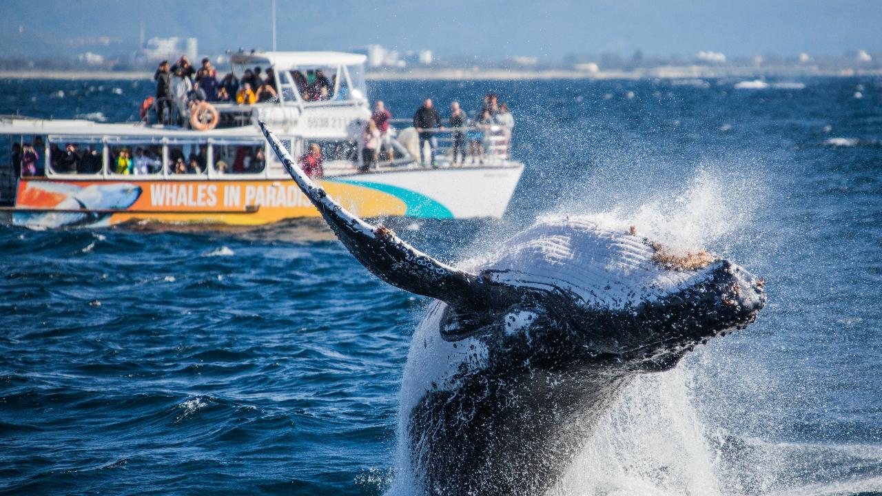 Whales In Paradise - Gold Coast