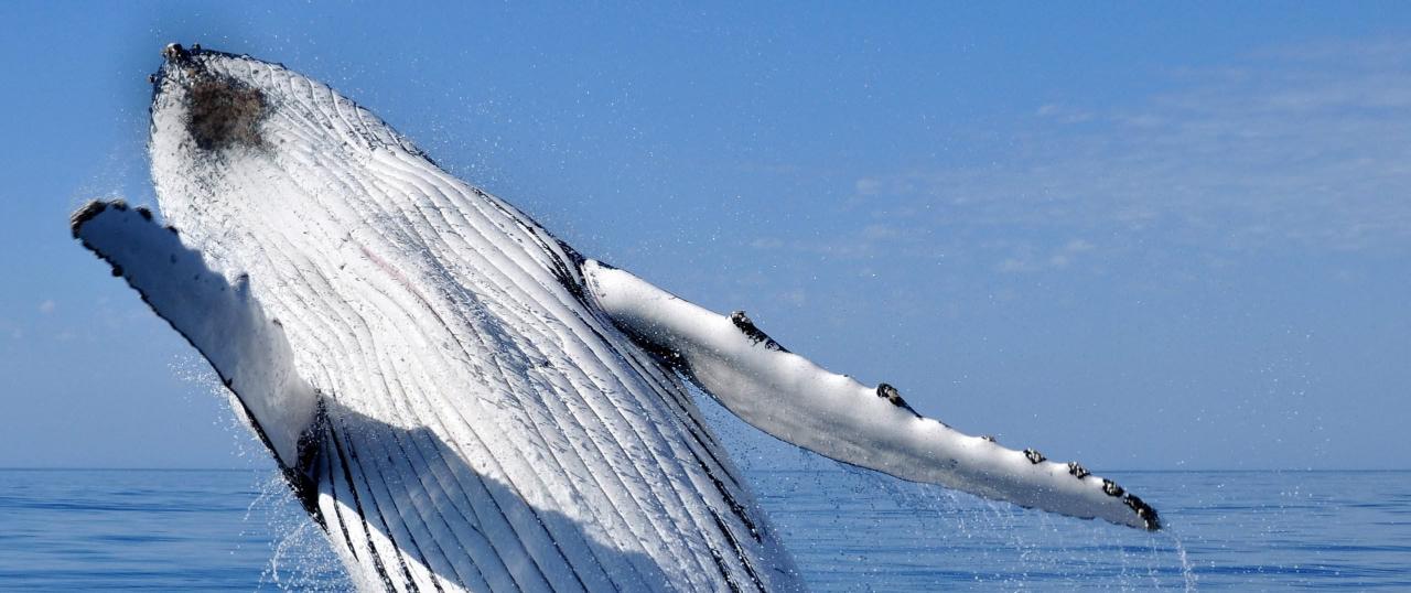 Humpback Whale Overland Tour
