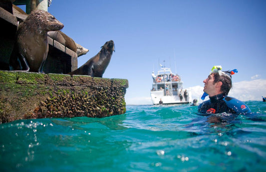 Small Group Seal Swim - Private Charter
