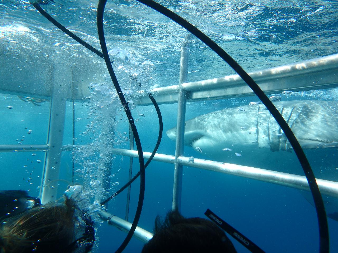 Great White Sharks & Exceptional Port Lincoln - 2 Days & 2 Nights