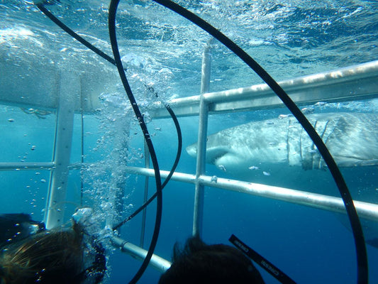 Great White Sharks & Exceptional Port Lincoln - 2 Days & 2 Nights