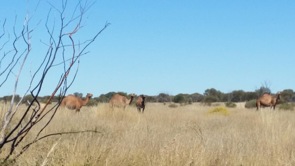 Canning Stock Route Tour Broome To Newman Or Broome 16 Days
