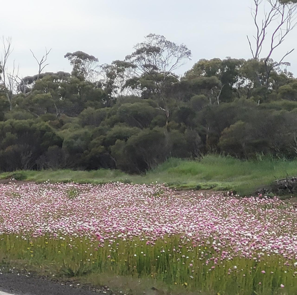 Southern Wheatbelt Wander Two Nights & Three Days