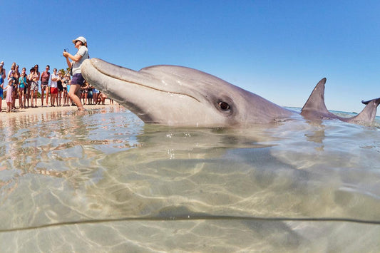 Autopia Tours: Perth To Monkey Mia 4 Day Coastal Loop