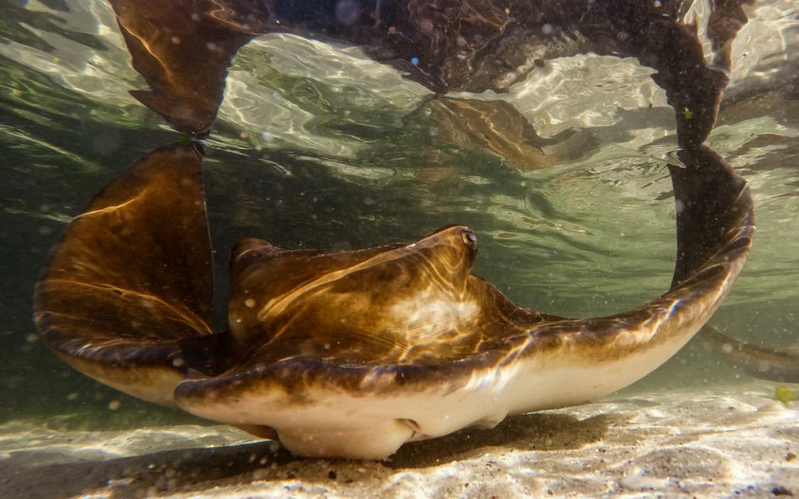 Stingray Snorkel With Entry Pass