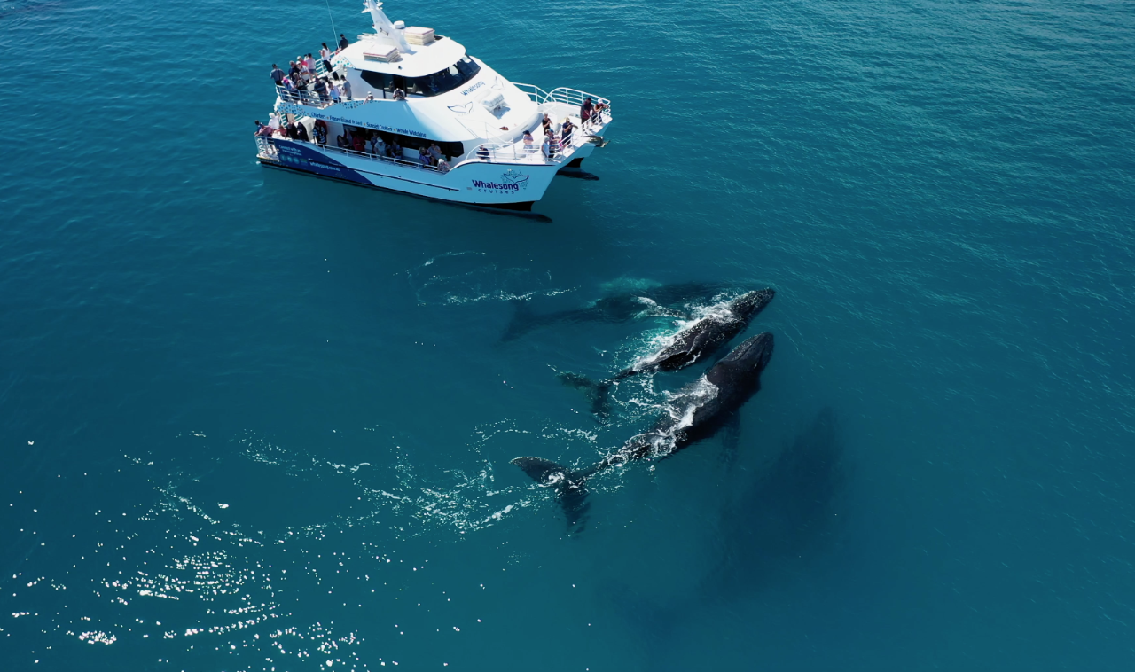 Whale Watch & K'Gari Explorer Day Tour Package