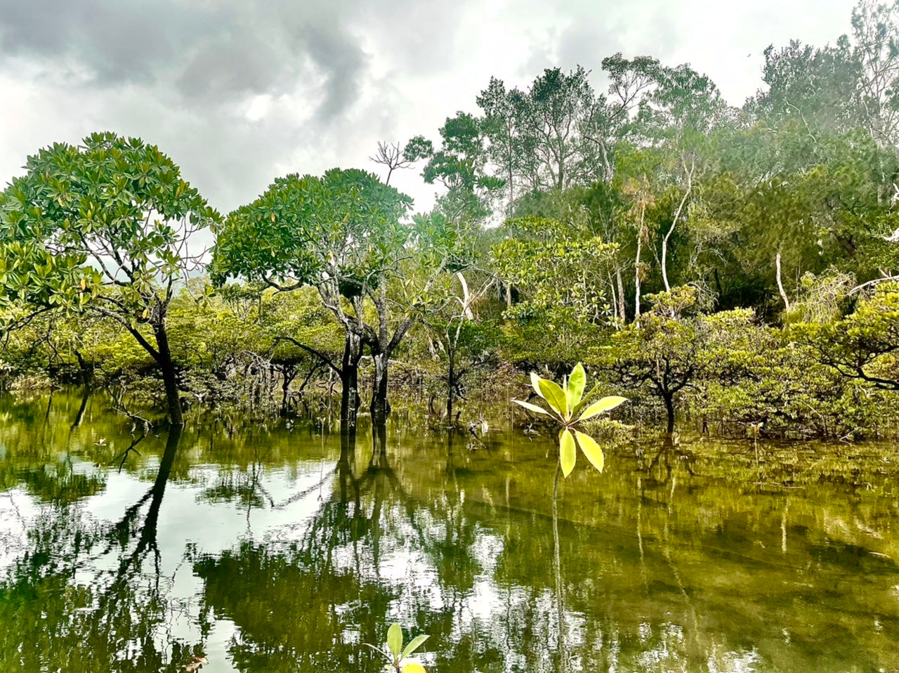 Sightseeing Tour Hinchinbrook Island Full Day