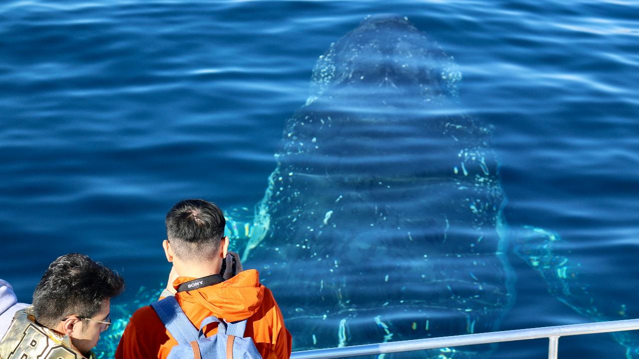 Whales In Paradise - Gold Coast